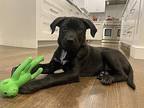 Dakota, Labrador Retriever For Adoption In Randolph, New Jersey