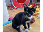 Bentley, Domestic Shorthair For Adoption In Whitehall, Pennsylvania