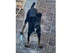 Betsy, Labrador Retriever For Adoption In Gilbert, Arizona