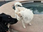 Russell (local), Ns, Terrier (unknown Type, Medium) For Adoption In Langley