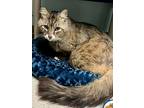 Thompson, Domestic Mediumhair For Adoption In Sherwood, Oregon