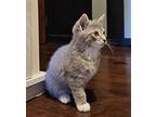 Blue, Calvin, & Hobbes **courtesy Post**, Domestic Mediumhair For Adoption In