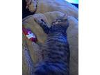Barney, Domestic Mediumhair For Adoption In San Antonio, Texas
