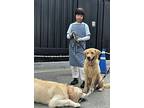 Haru, Retriever (unknown Type) For Adoption In Los Angeles, California