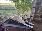Dolly, Labrador Retriever For Adoption In Whitewater, Wisconsin