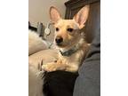 Macadamia, Terrier (unknown Type, Medium) For Adoption In Fairlawn, Ohio