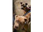 Carl, American Pit Bull Terrier For Adoption In Citrus Heights, California