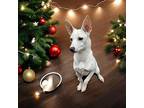 Frost, Jack Russell Terrier For Adoption In Hastings, Minnesota