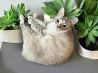 Chardonnay, Siamese For Adoption In Dallas, Texas