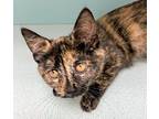 Olivia, Domestic Shorthair For Adoption In South Bend, Indiana