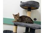 Emma, Domestic Shorthair For Adoption In South Bend, Indiana