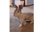 Maurice, Chinchilla, Giant For Adoption In Springfield, Massachusetts