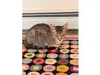 Tabby And Dove, Domestic Shorthair For Adoption In Gonic, New Hampshire