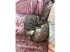 Dove And Tabby, Domestic Shorthair For Adoption In Gonic, New Hampshire