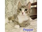Pepper And Pebble Sweethearts!, Domestic Shorthair For Adoption In Newport