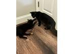 Licorice, Domestic Shorthair For Adoption In Valley Park, Missouri
