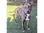 Bubba, American Pit Bull Terrier For Adoption In Vallejo, California
