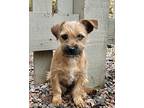 Rain, Border Terrier For Adoption In Boulder, Colorado