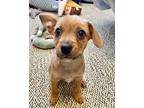 Louis, Jack Russell Terrier For Adoption In Boulder, Colorado
