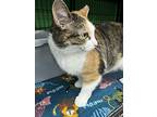Millie, Domestic Shorthair For Adoption In Cleveland, Ohio