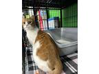 Choo Choo Wheels, Domestic Shorthair For Adoption In Cleveland, Ohio