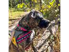 Sandy, American Pit Bull Terrier For Adoption In Des Moines, Iowa
