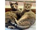 Violet, Domestic Shorthair For Adoption In Santa Fe, New Mexico
