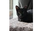 Onyx, Domestic Shorthair For Adoption In Lowell, Michigan