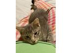 Argent, Domestic Shorthair For Adoption In Lowell, Michigan