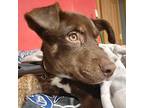 Callie, Labrador Retriever For Adoption In New London, Wisconsin
