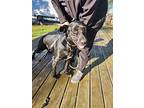 Clay, Labrador Retriever For Adoption In New London, Wisconsin