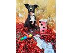 Baccarat, Labrador Retriever For Adoption In New London, Wisconsin