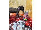 Dice, Labrador Retriever For Adoption In New London, Wisconsin
