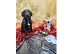 Poker, Labrador Retriever For Adoption In New London, Wisconsin
