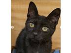Zeke (fcid# 09/23/2024 - 506 Christiana Ps) C, Domestic Shorthair For Adoption