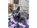 Nita, Willow Grove Pa (fcid 09/27/2024-153), Domestic Shorthair For Adoption In