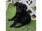 Ash, Labrador Retriever For Adoption In Kelowna, British Columbia