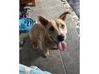 Bee, American Staffordshire Terrier For Adoption In Kelowna, British Columbia