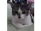 Josie, American Bobtail For Adoption In Conway, Arkansas