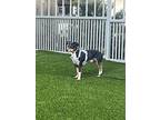 Vinnie, Dachshund For Adoption In Saugus, Massachusetts