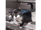 Crisco, Domestic Shorthair For Adoption In Albemarle, North Carolina