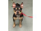 Osher, Terrier (unknown Type, Medium) For Adoption In Raleigh, North Carolina