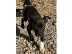 Kim * Meet Me *, Boston Terrier For Adoption In Jackson, Tennessee