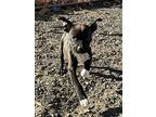 Nim * Meet Me *, Boston Terrier For Adoption In Jackson, Tennessee