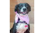Layka, American Pit Bull Terrier For Adoption In Inglewood, California