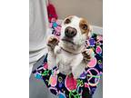 Annabelle, Terrier (unknown Type, Medium) For Adoption In Troy, Missouri