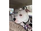 Cutie, American Staffordshire Terrier For Adoption In Syracuse, New York
