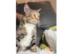 Elizabeth "catty" Stanton, Domestic Shorthair For Adoption In New Braunfels
