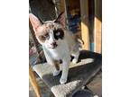 Macykate, Siamese For Adoption In New Braunfels, Texas