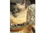 Toots Aka Clover, Siamese For Adoption In New Braunfels, Texas